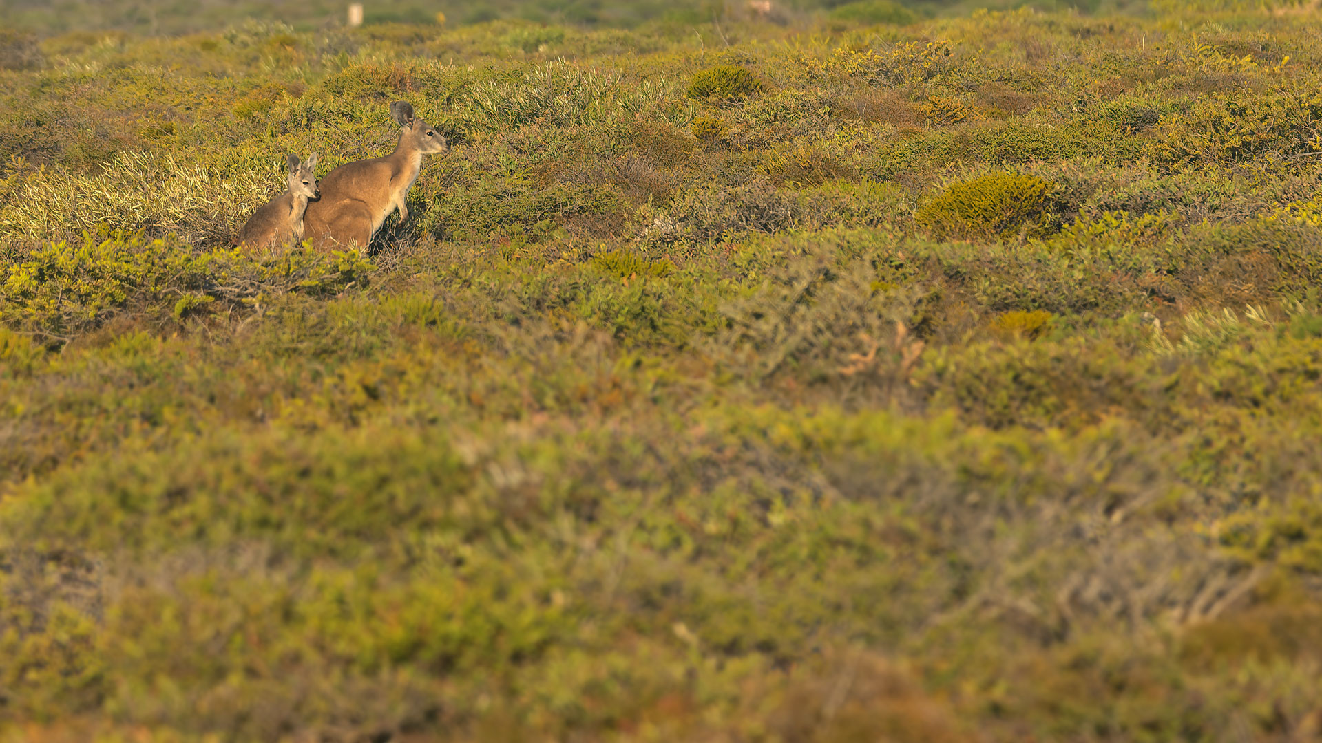 Kalberri - Eagle Gorge Lookout
